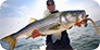 header-stripers-forever-47 header-stripers-forever-47